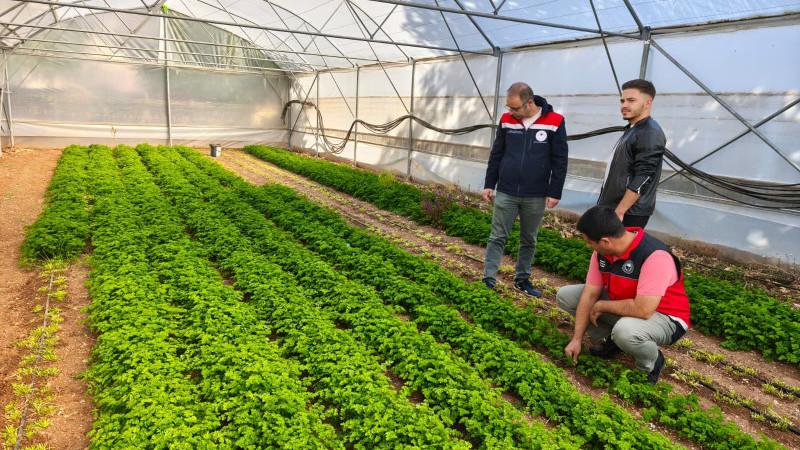 Altın dönemini yaşıyor! Beyşehir'de örtü altı yetiştiriciliği atak yaptı