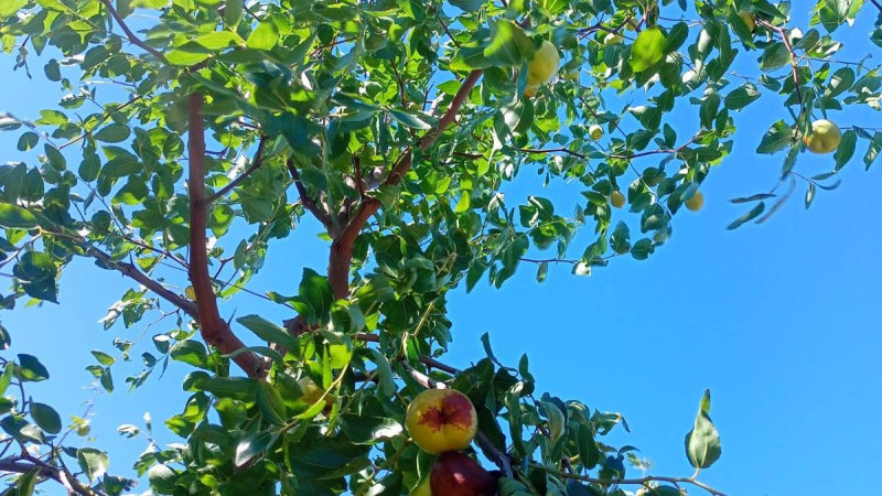 Göl kıyısındaki bu mahallede ürün çeşitliliği artıyor