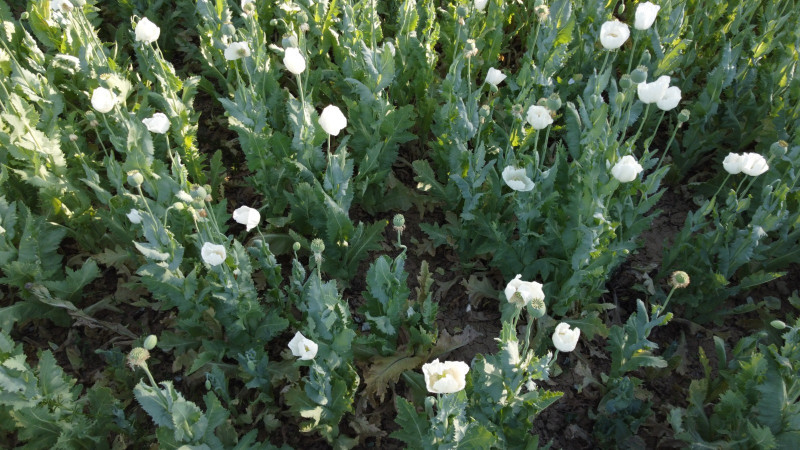  Beyşehir ve Hüyük’te haşhaş tarımı azaldı