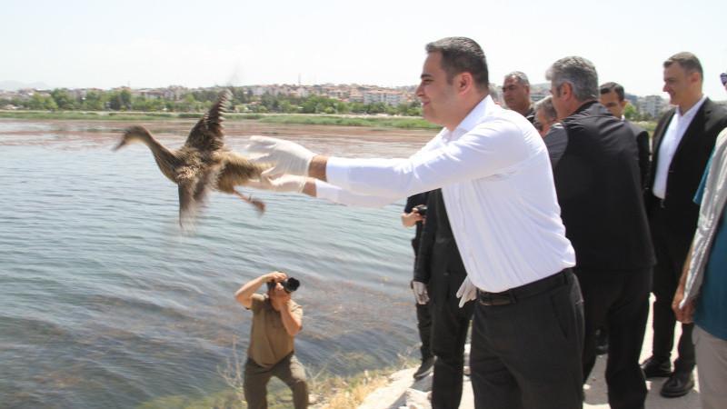 Tedavisi tamamlanan yaban ördekleri Beyşehir Gölü'ne salındı