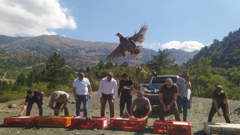 800 tanesi doğaya bırakıldı, türkülere konu olan tür!