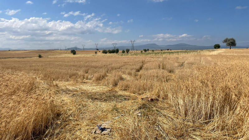 Bu da oldu, tarladaki ekili buğdayları çaldılar!