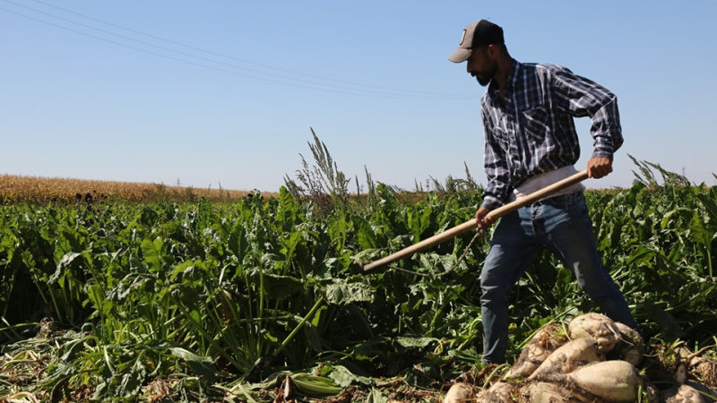 Pancar üreticisine 403 milyon liralık destek avansı   