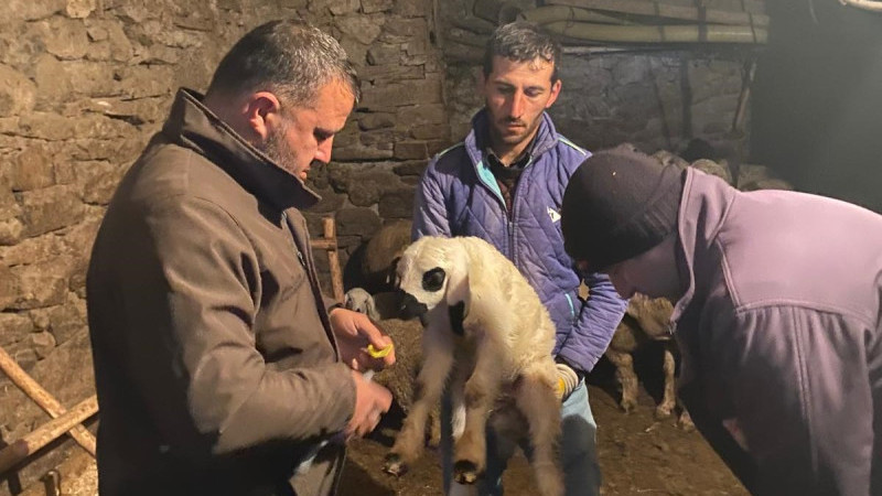 Beyşehir'de küçükbaş hayvanlar sağlık kalkanında!