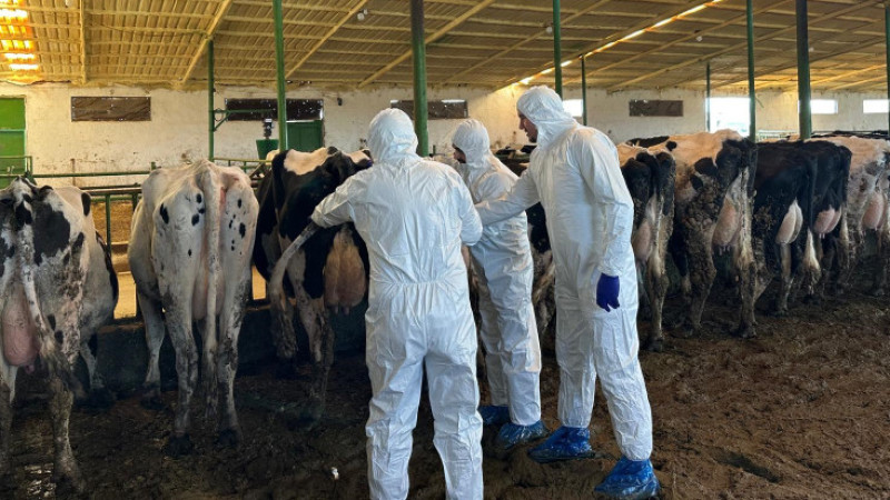 Hüyük'te büyükbaşlardan kan numunesi alındı