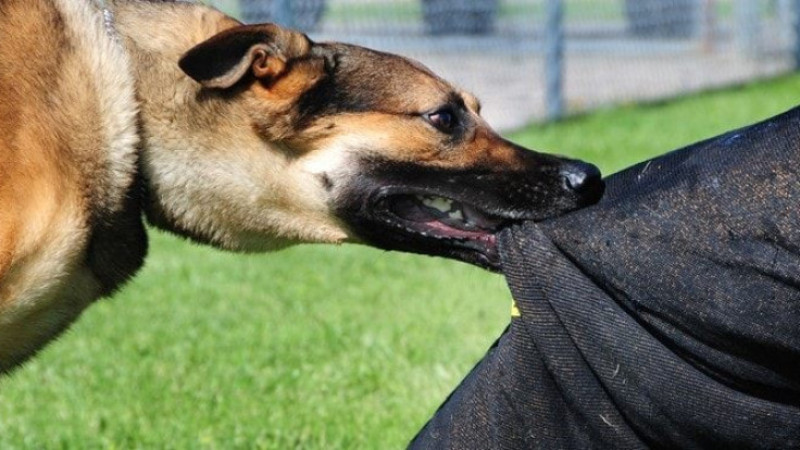 Çocuğun köpek saldırısında öldüğü olaya savcılık soruşturması