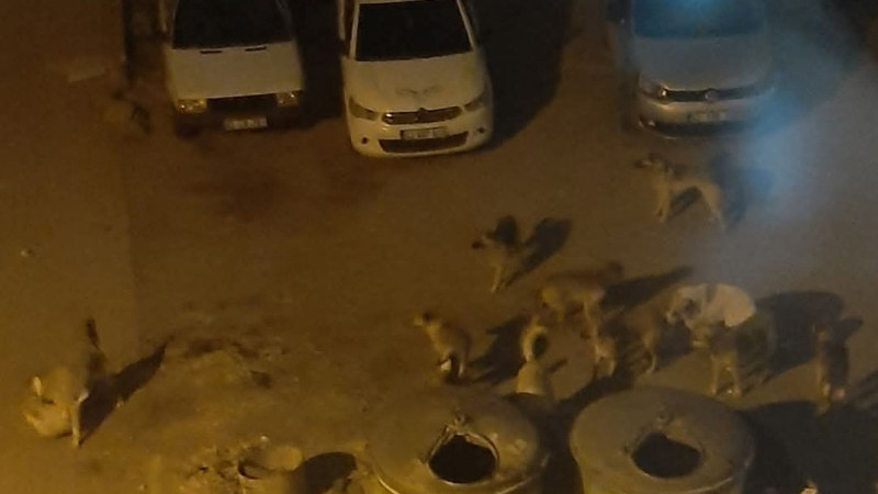 Sokak köpeklerinin saldırdığı çocuk hayatını kaybetti