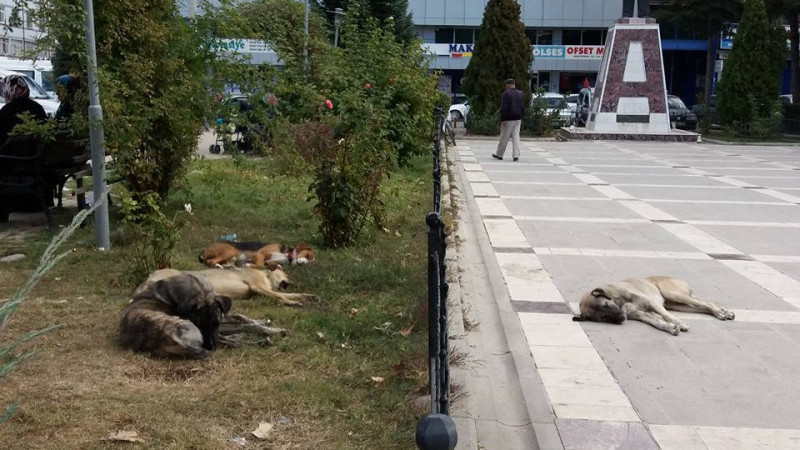 Turan'dan yerel yönetimlere sahipsiz köpeklerle ilgili önemli uyarı