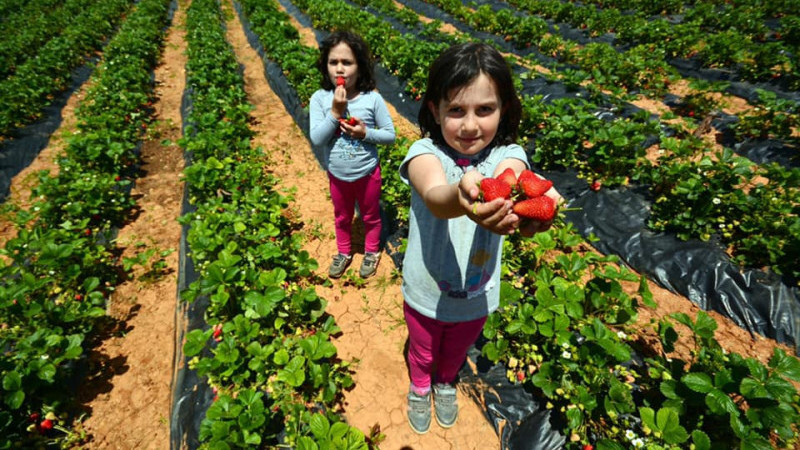 Turizm haftası, çileğiyle meşhur bu ilçede bir başka kutlanacak