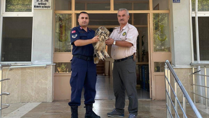 Yaralı halde bulunan baykuş koruma altına alındı
