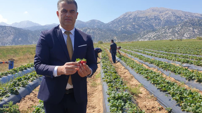 Gembos Ovası çiftçilerinin çilek desteğiyle yüzü güldü