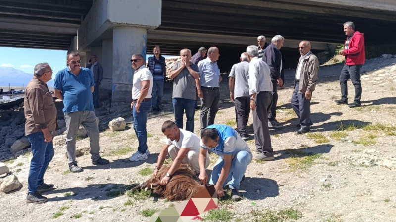 Balıkçılar endişeli... Göl kenarında toplanıp kurban kestiler
