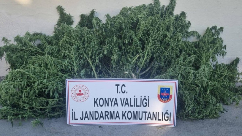 Jandarmadan uyuşturucu operasyonları