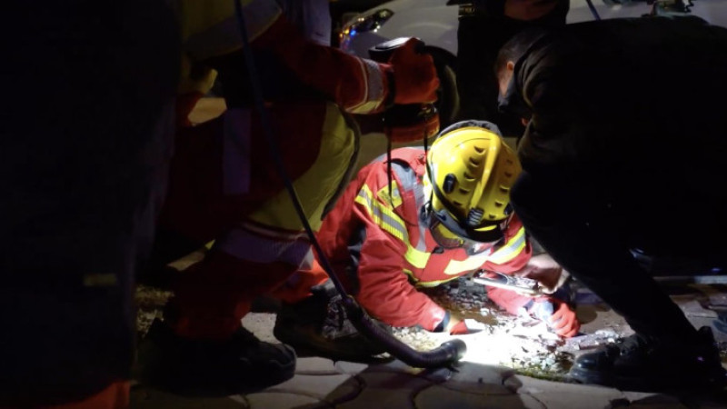 Ekipler zamanla yarıştı, Sütlaç sağ salim kurtarıldı