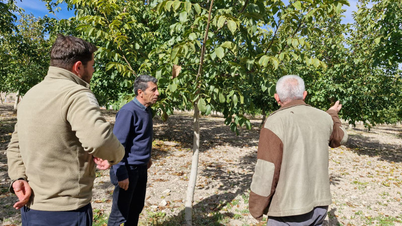 Beyşehir'deki dev ceviz bahçesinde incelemede bulundular