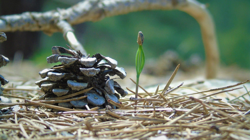 Yeşil vatanın sürpriz yumurtası: Kozalaklar geleceği filizlendiriyor