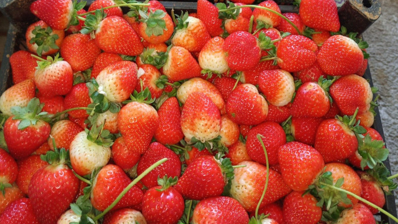 Maşallah Dedirten Üretim: Hüyük’te Çilek Sezonu Uzadı