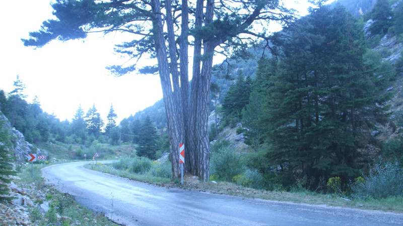  Aynı Kökten Beş Hayat: Huğlu-Gencek Yolu'nda Zamana Meydan Okuyan Anıt Ağaç