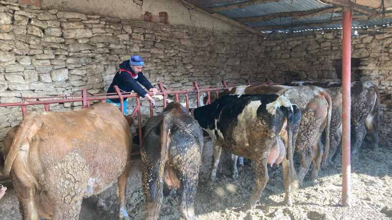 Sürü verimliliği için aşı hamlesi
