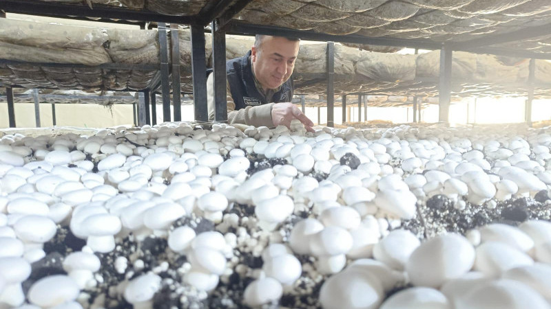 Beyşehir’de mantar yetiştiriciliğine yakın takip