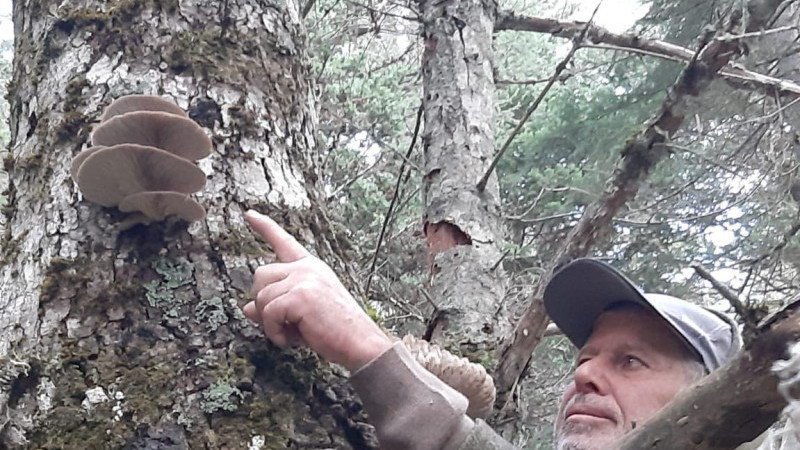 Ağaç Tepelerinden Toplanan Mantarlar Sofralara Lezzet Katıyor