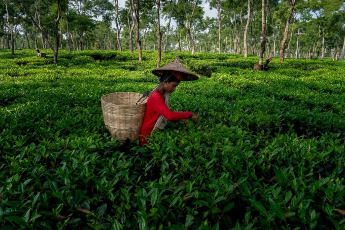 G&uuml;ney Asya&rsquo;nın Gizli Hazinesi: Bangladeş