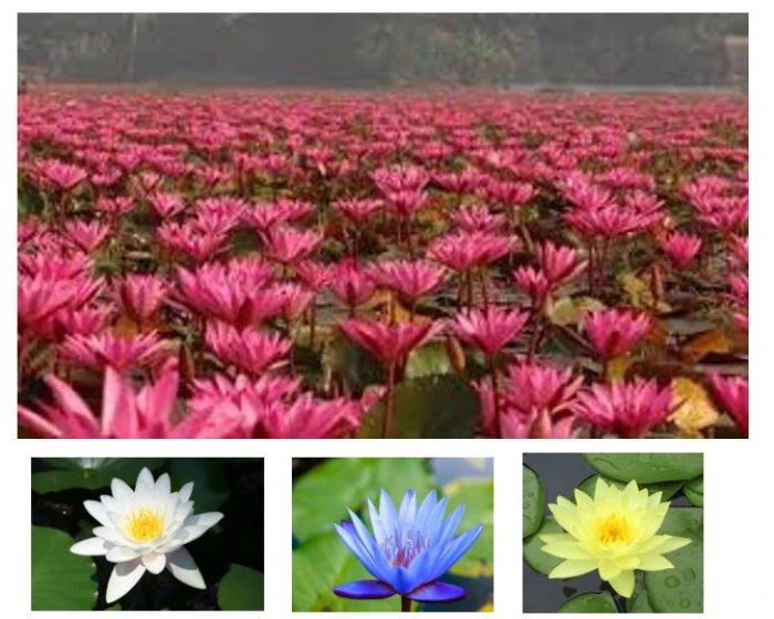 G&uuml;ney Asya&rsquo;nın Gizli Hazinesi: Bangladeş