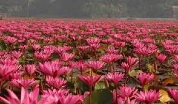 G&uuml;ney Asya&rsquo;nın Gizli Hazinesi: Bangladeş