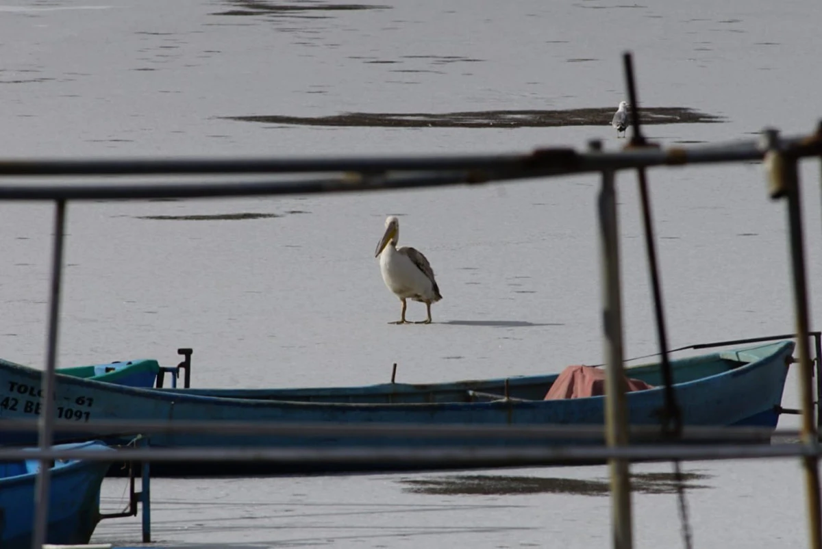 Beyşehir G&ouml;l&uuml;'nde kış s&uuml;rprizi