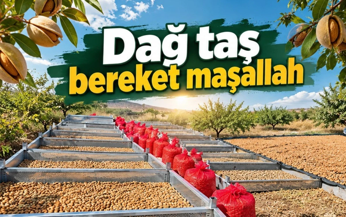 Beyşehir&rsquo;de badem bereketi