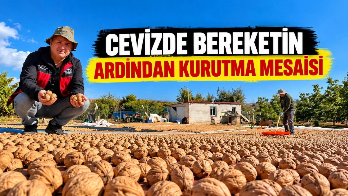 Beyşehir&rsquo;de ceviz mesaisi hızlandı! Yağışların ardından hasat başladı