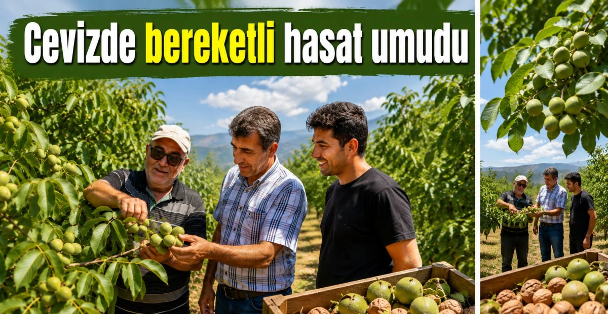 Beyşehir'de dallar cevizle doldu