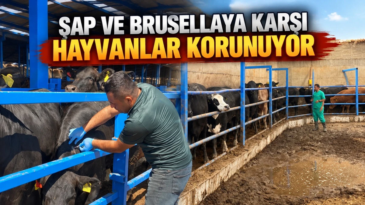 Beyşehir&rsquo;de hayvan sağlığı mercek altında