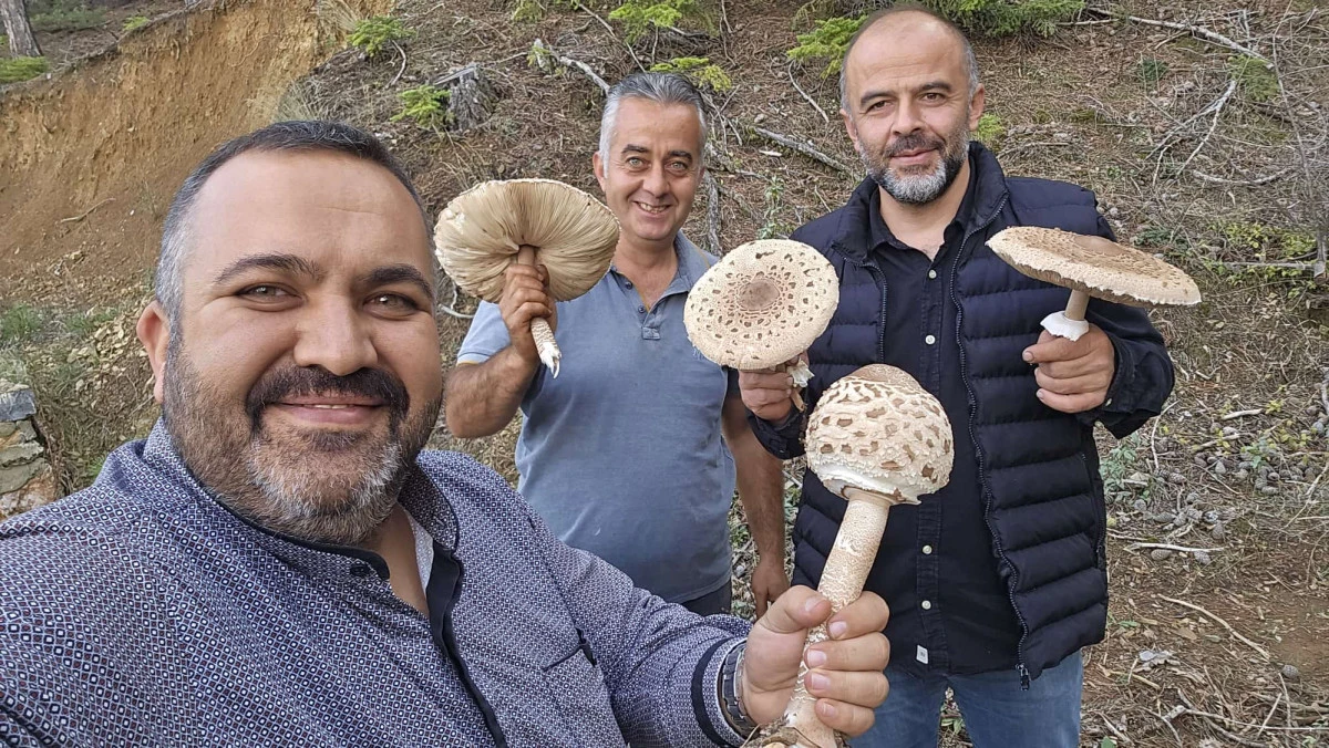 Beyşehir’de mantar hasadında motorlu testere sürprizi!