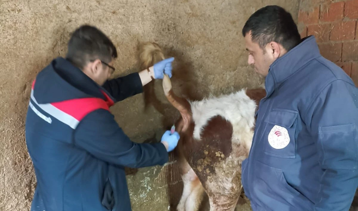 Beyşehir&rsquo;de şap alarmı! Saha &ccedil;alışmaları s&uuml;r&uuml;yor