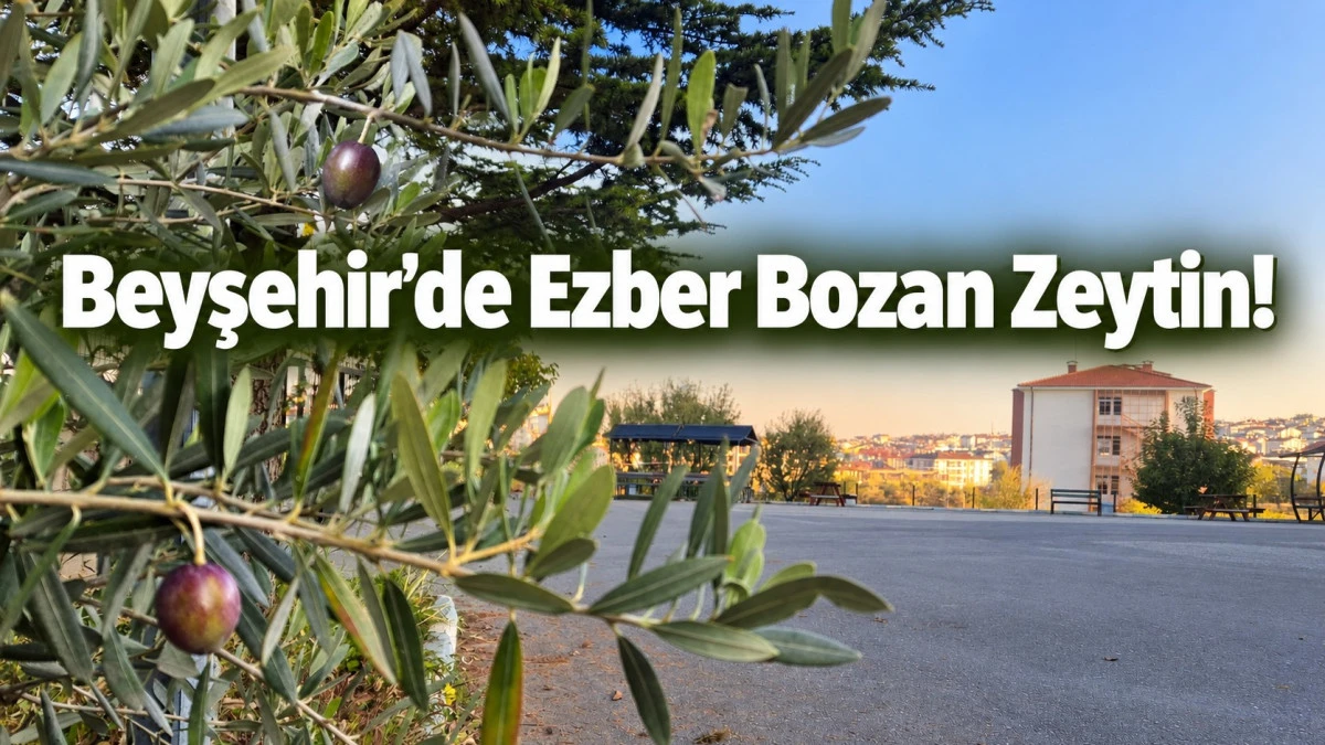 Beyşehir&rsquo;de Zeytin S&uuml;rprizi! İlk Meyveler Dallarda G&ouml;r&uuml;nd&uuml;