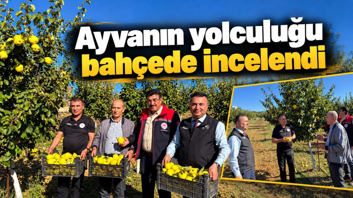 Beyşehir&rsquo;in bah&ccedil;elerinde ayva bereketi