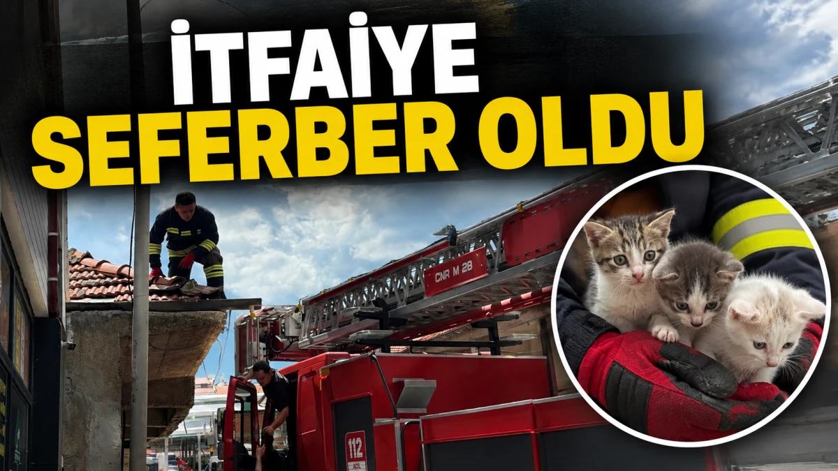 &Ccedil;atıda mahsur kalan yavru kedileri itfaiye kurtardı