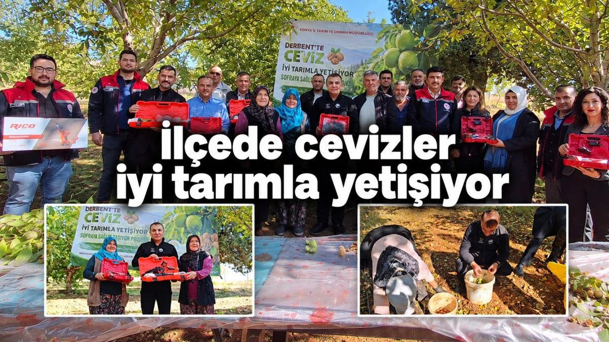 Ceviz hasadı şenlikle ta&ccedil;landı
