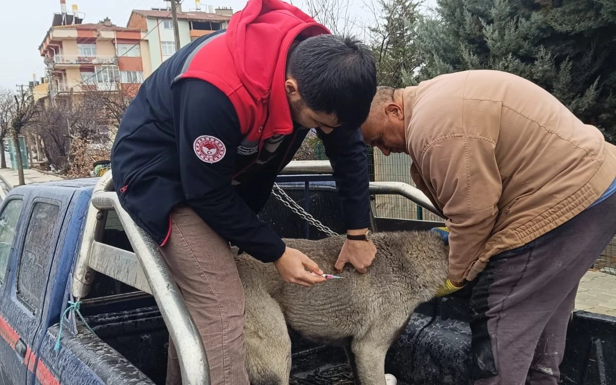 &Ccedil;ipli dostlar g&uuml;vende