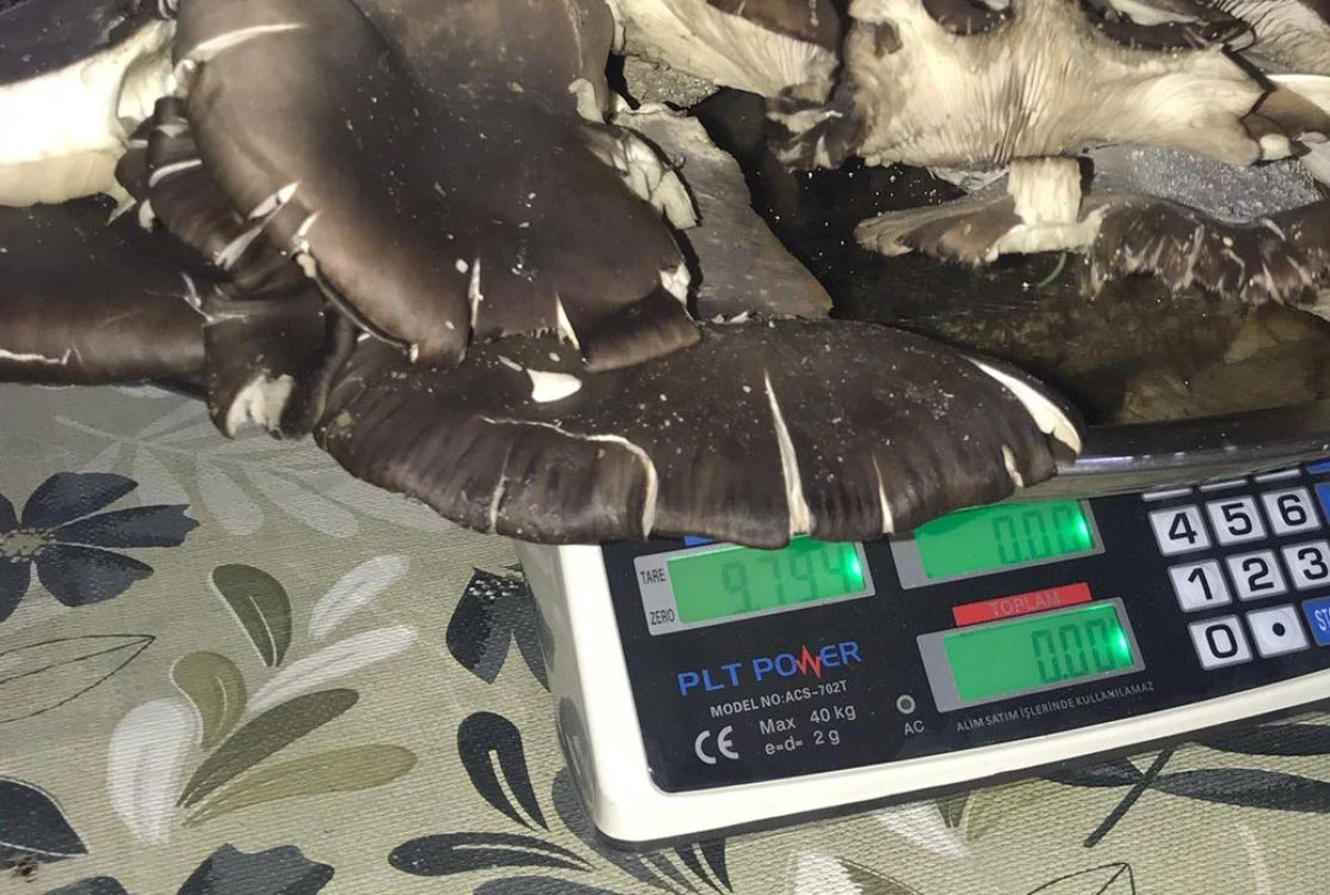 Doğanbey&rsquo;de Dev İstiridye Mantarı Bulundu: 9,7 Kilogram!