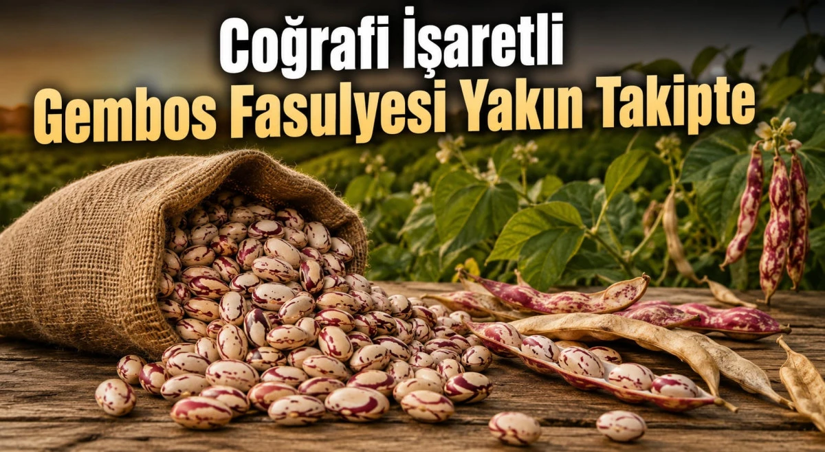Gembos Şeker Fasulyesine Kalite Kalkanı