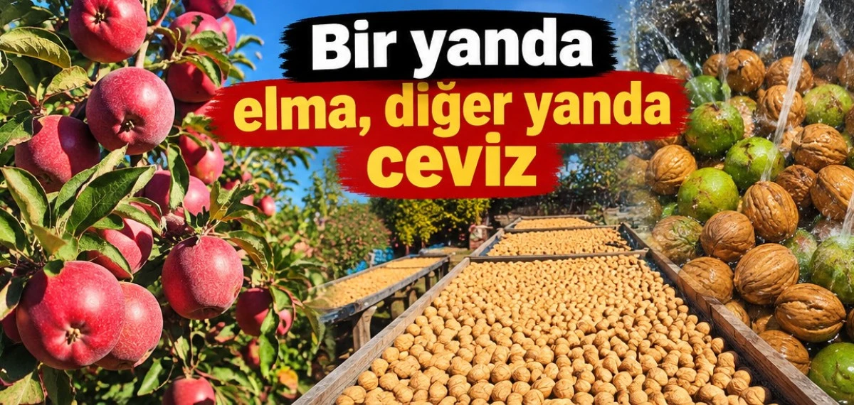 G&ouml;lyaka&rsquo;da &ccedil;ifte hasat sevinci