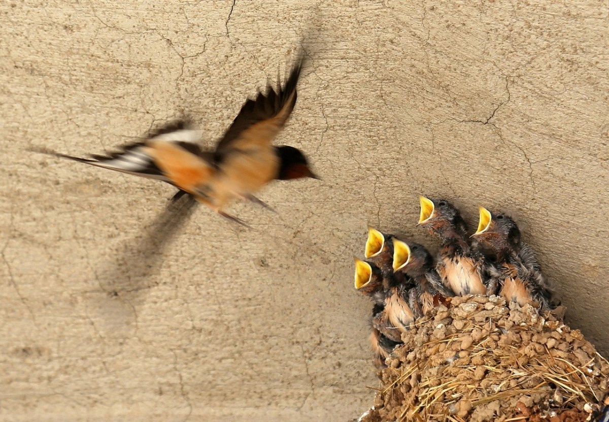 G&ouml;rsel ş&ouml;len sanala taşındı