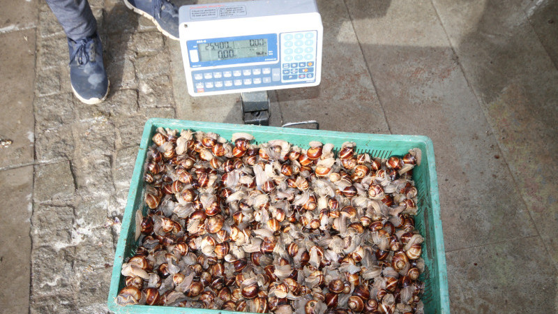 Topraktan &ccedil;ıkan kara salyangozu ek gelir kapısı oldu