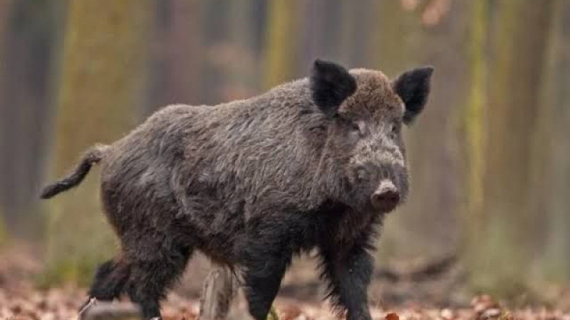 &Ccedil;ift&ccedil;ilerin baş belası i&ccedil;in s&uuml;rek avı yapıldı