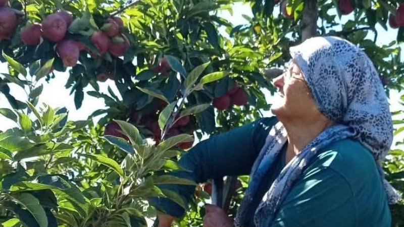Beyşehir&rsquo;in elma deposu mahallesinde hasat mesaisi s&uuml;r&uuml;yor