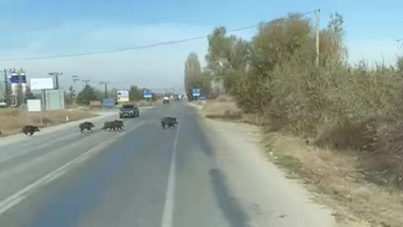 Kara yoluna &ccedil;ıkan yaban domuzu s&uuml;r&uuml;s&uuml; g&ouml;r&uuml;nt&uuml;lendi