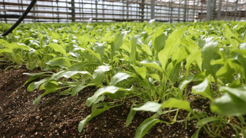 Konya Şeker, pancar testlerinde d&uuml;nya liginde