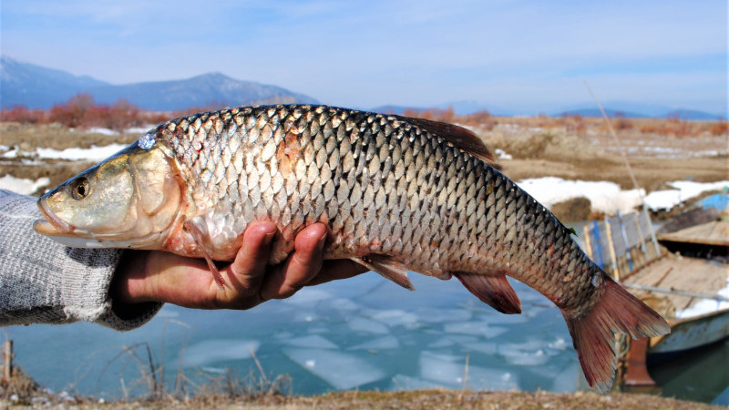 Beyşehir G&ouml;l&uuml; Akbalığına resmi tanı